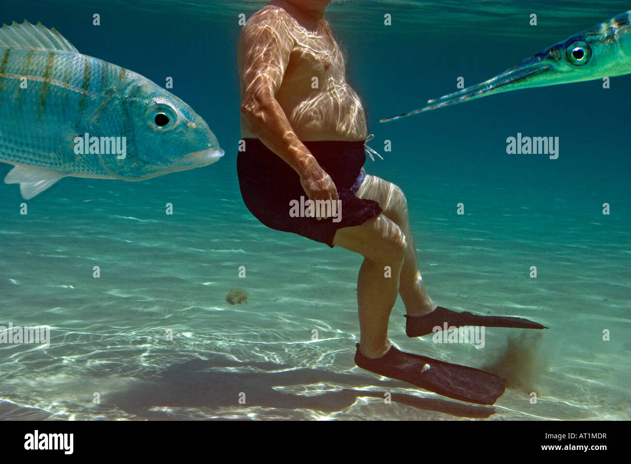 dicker Mann Beetwen Nadel Fisch und Dorade Stockfoto