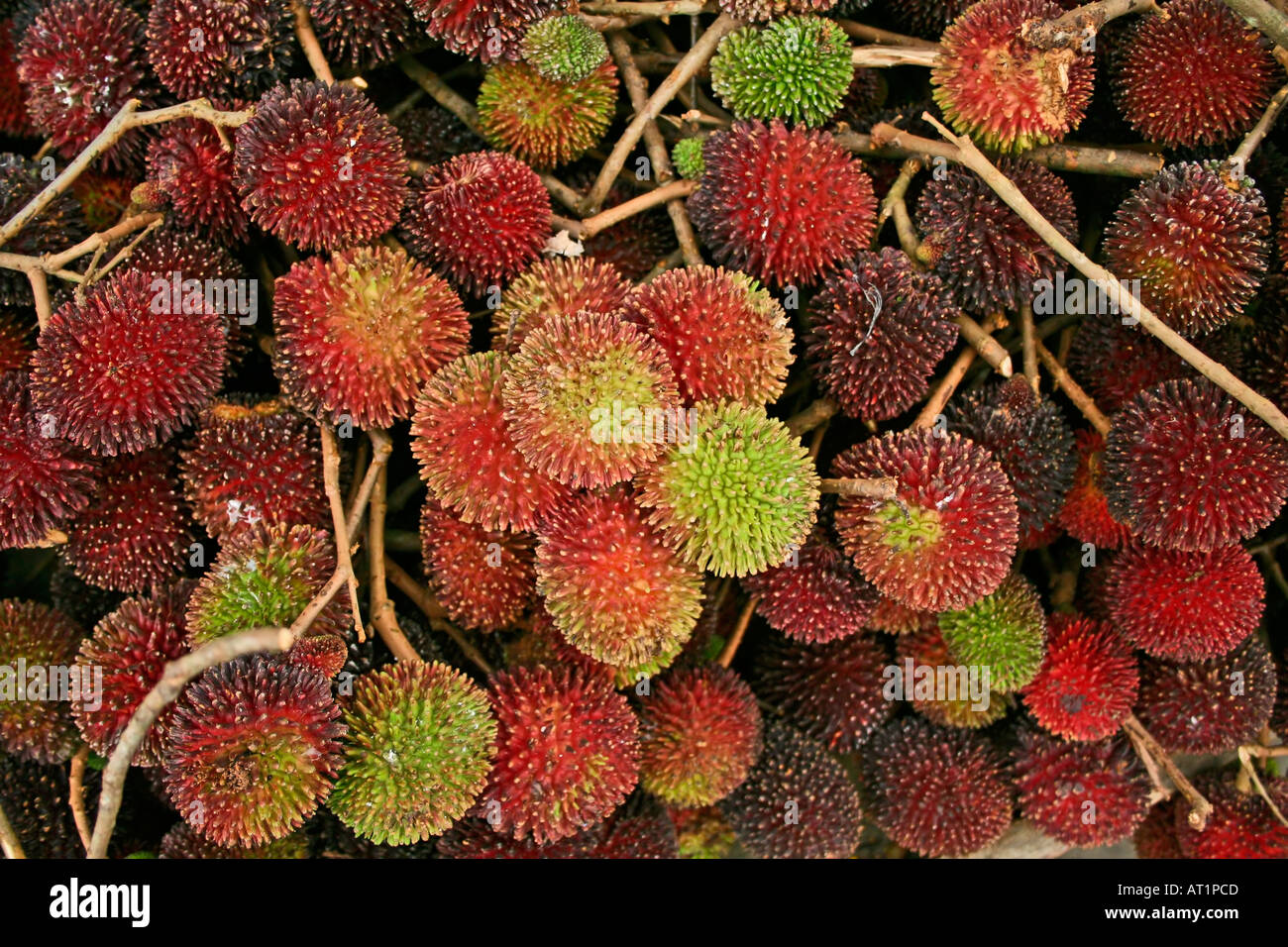 Rambuttan Obst Malaysia, ist dies die wilder Highland Vielfalt mit kürzeren stubby spikes Stockfoto