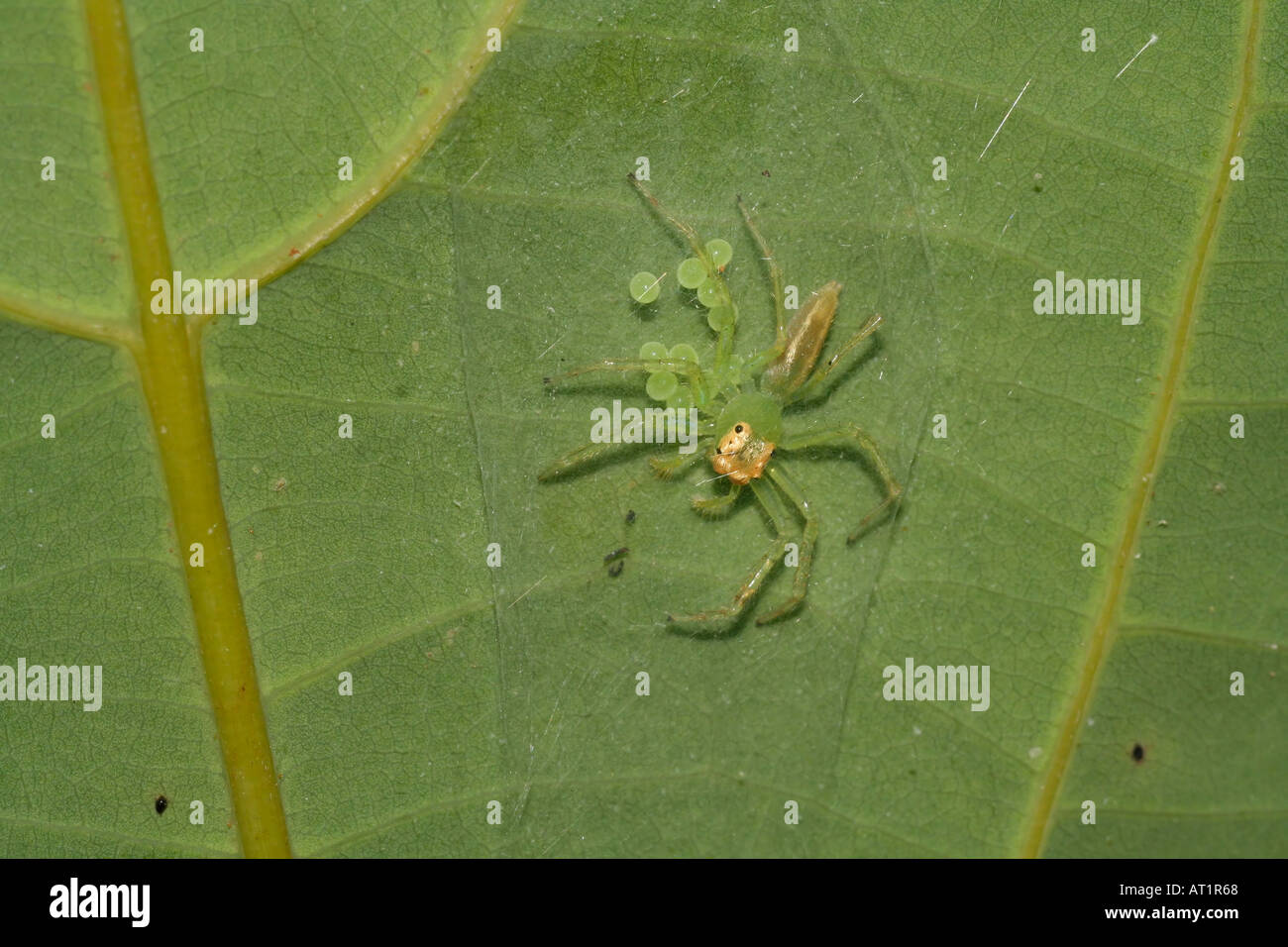 tropische Spinne Frau mit Ei Brut Singapur Asemonea SP. (Spinne Familie  Salticidae) tritt in Afrika und Südost-Asien Stockfotografie - Alamy