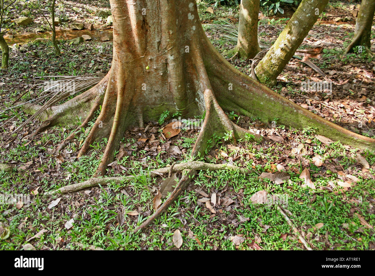 Trpical Kirchenglocke root Formationen Malaysia Stockfoto