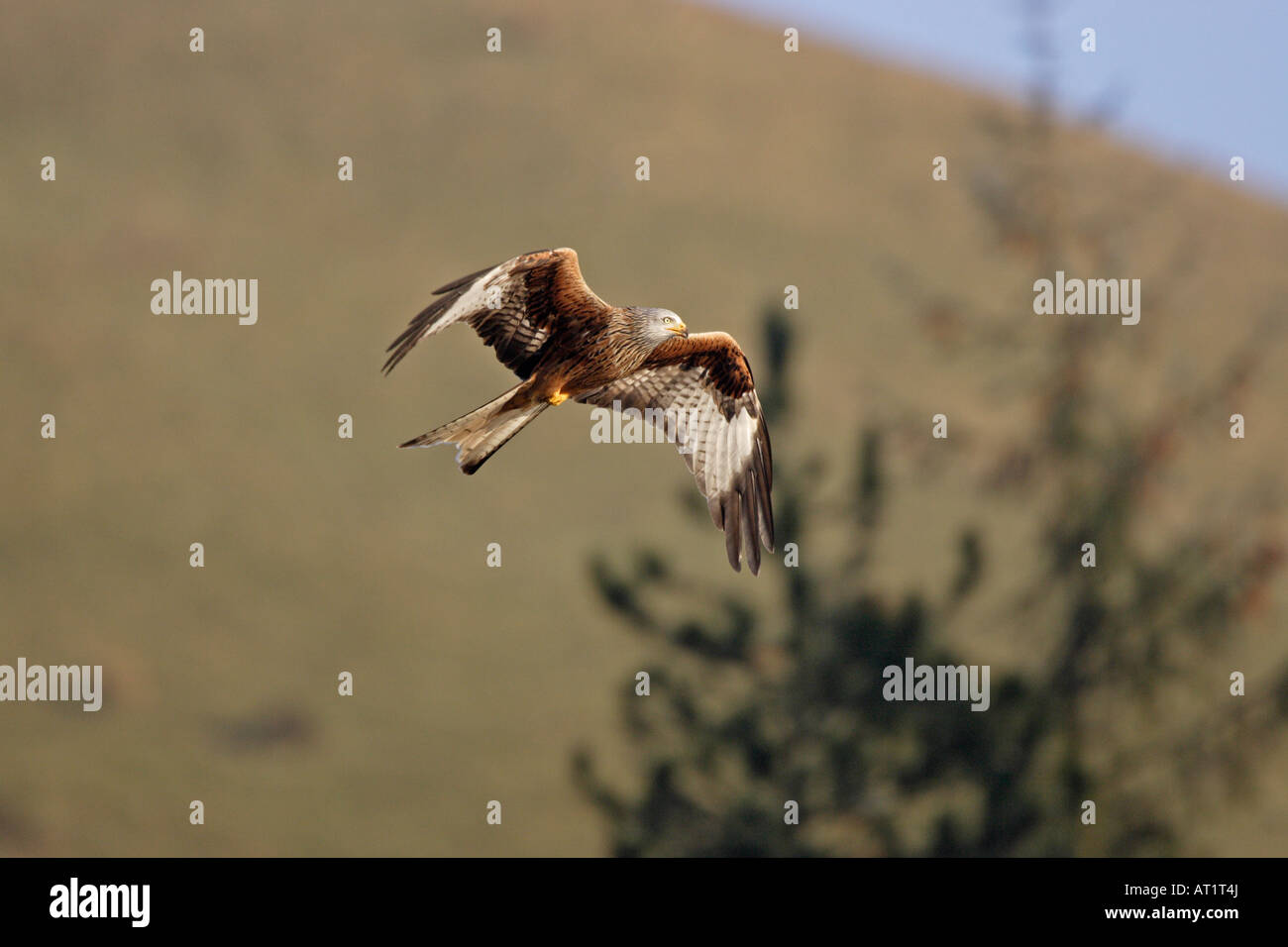 Rote Drachen steigen lassen am Nant yr Arian Wales Stockfoto