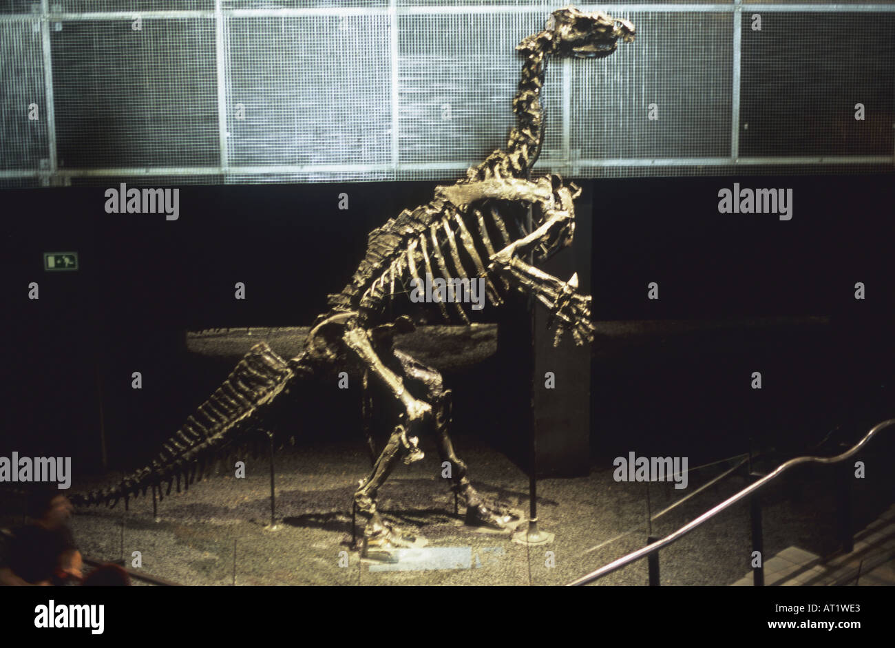 Iguanodon Bernissartensis fossilen Dinosaurier Stockfoto