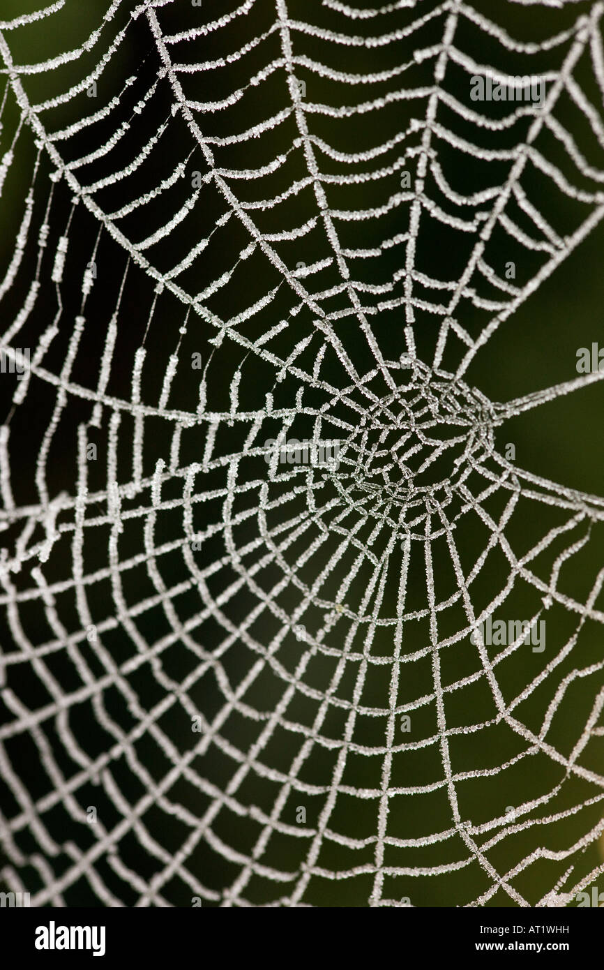 Frost auf eine Spinnen-Netz in einem englischen Garten Stockfoto