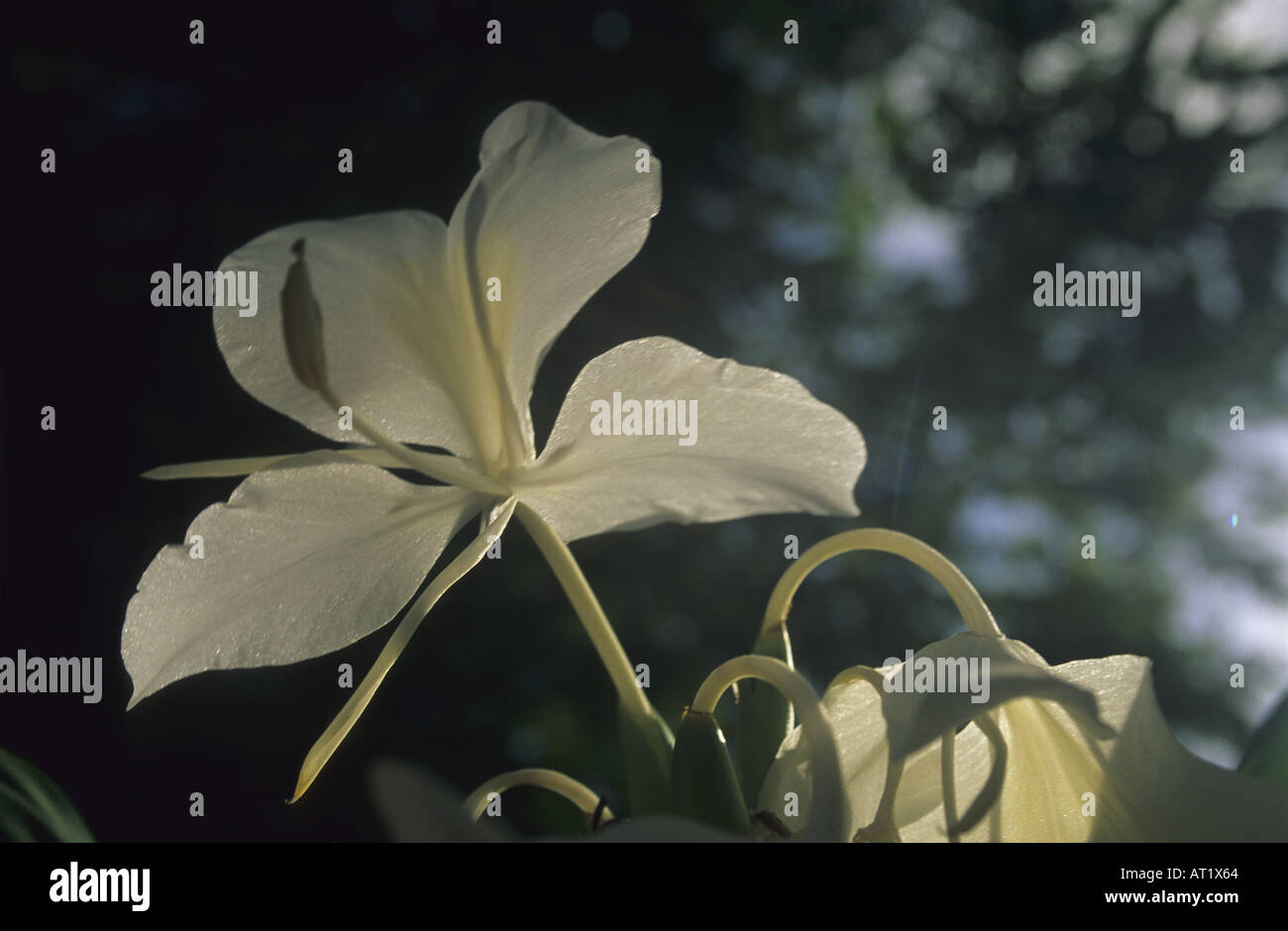 Schmetterling Blume nationale Blume von Kuba Stockfoto