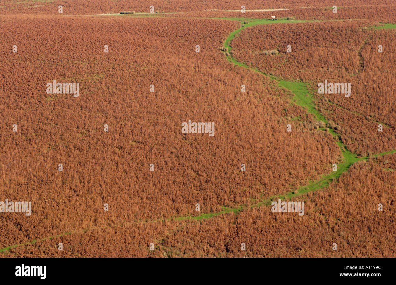 Adlerfarn bedeckt Hügel mit tierischen Track und einzelne wildes Pony an der oberen Kapelle Powys Wales UK Stockfoto