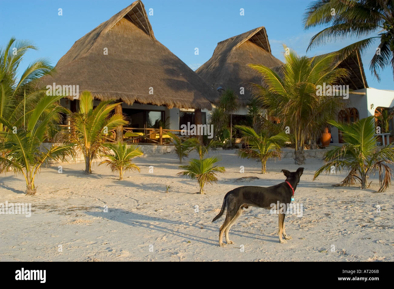 Hund am Strand von Mexiko Stockfoto