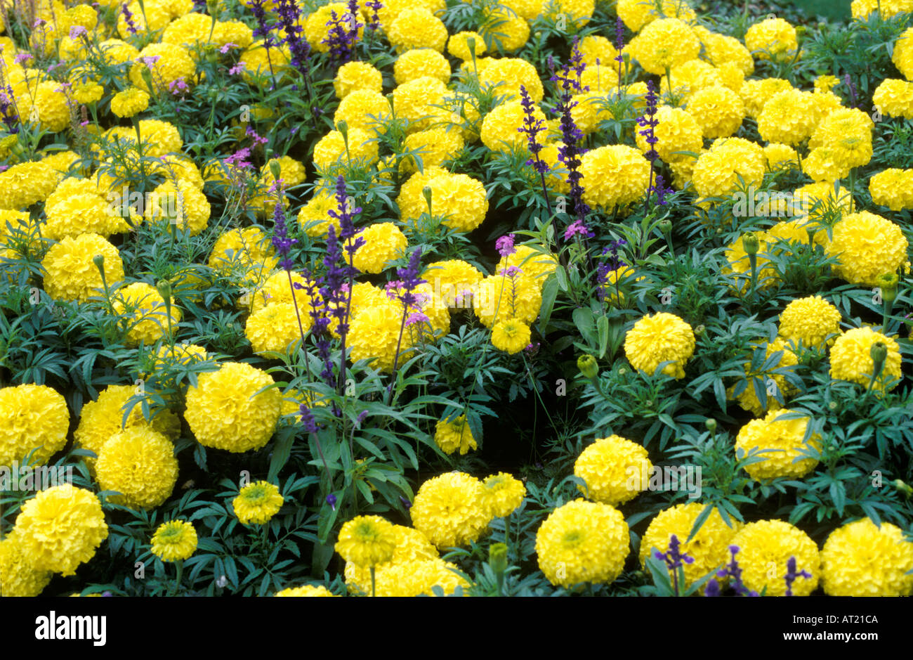 Afrikanische Ringelblume Tagetes Erecta Stockfoto