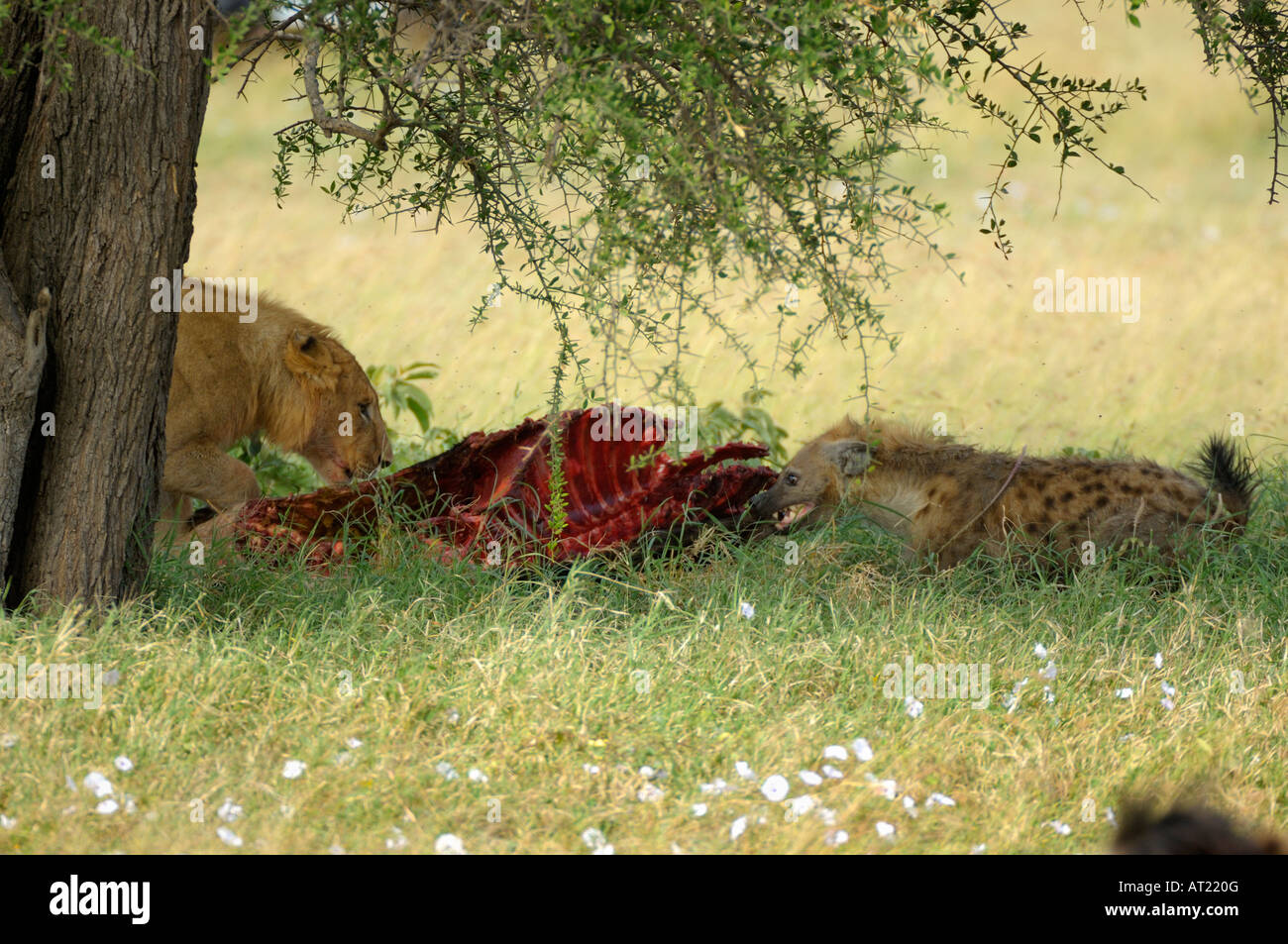 Hyänen in Kampf mit Löwen ein GNU zu töten, Western Corridor, Serengeti, Tansania Stockfoto