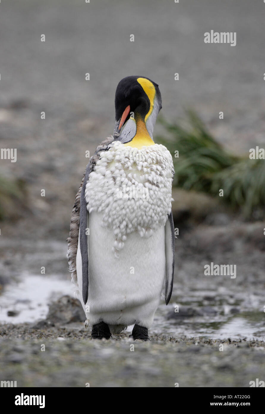 King Penguin Süd-Georgien Stockfoto