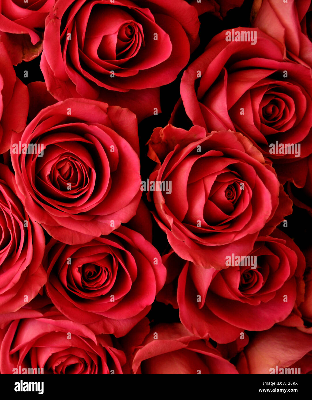 Strauß roter Rosen Stockfoto