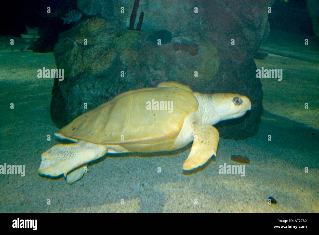 Eine Meeresschildkröte im gekrümmten Tunnel von Unterwasser-Abenteuer unter der Mall of America. Bloomington Minnesota MN USA Stockfoto