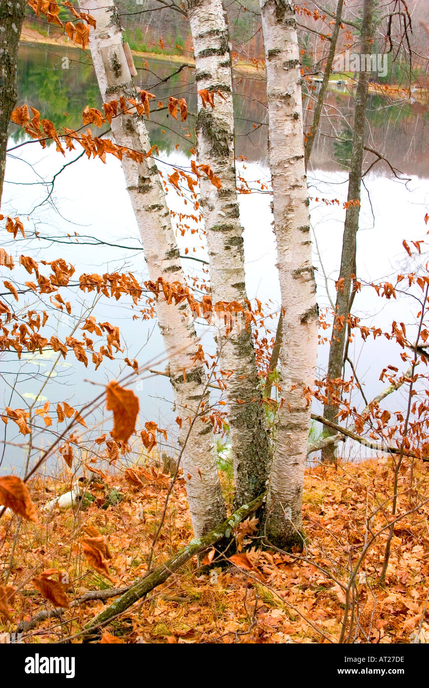 Drei weiße Birken umgeben von Herbstlaub über aussehende kleine Bass Lake Cumberland Wisconsin WI USA Stockfoto