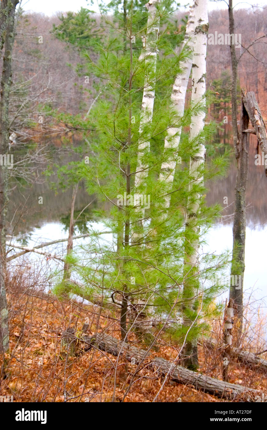 Drei weiße Birken hinter einer junge grüne Tanne über aussehende kleine Bass Lake. Cumberland Wisconsin WI USA Stockfoto
