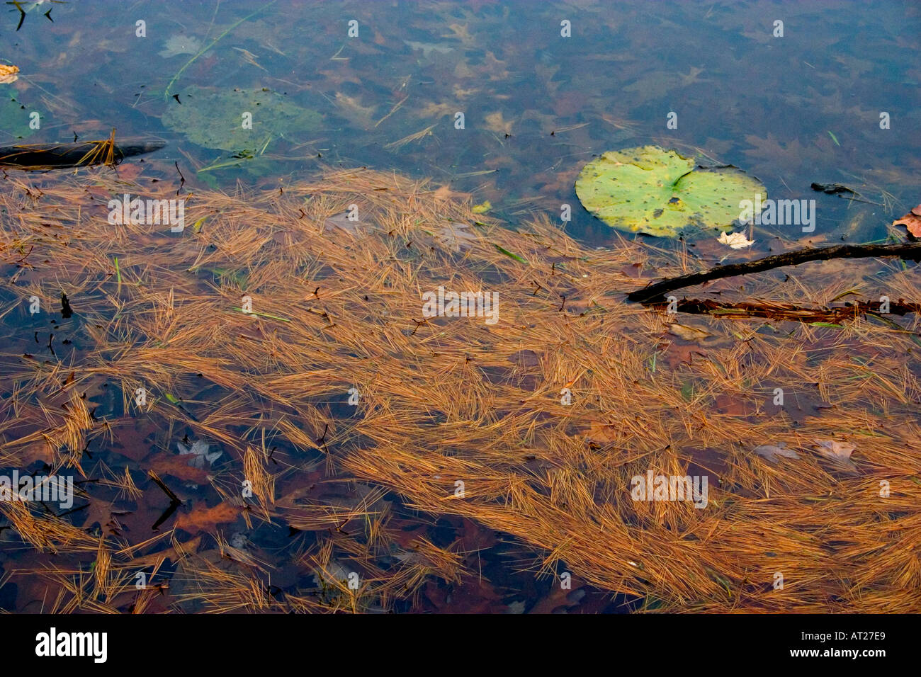 Ein Muster von Herbst Treibgut und Seerosen schwimmend auf wenig Bass Lake. Cumberland Wisconsin WI USA Stockfoto