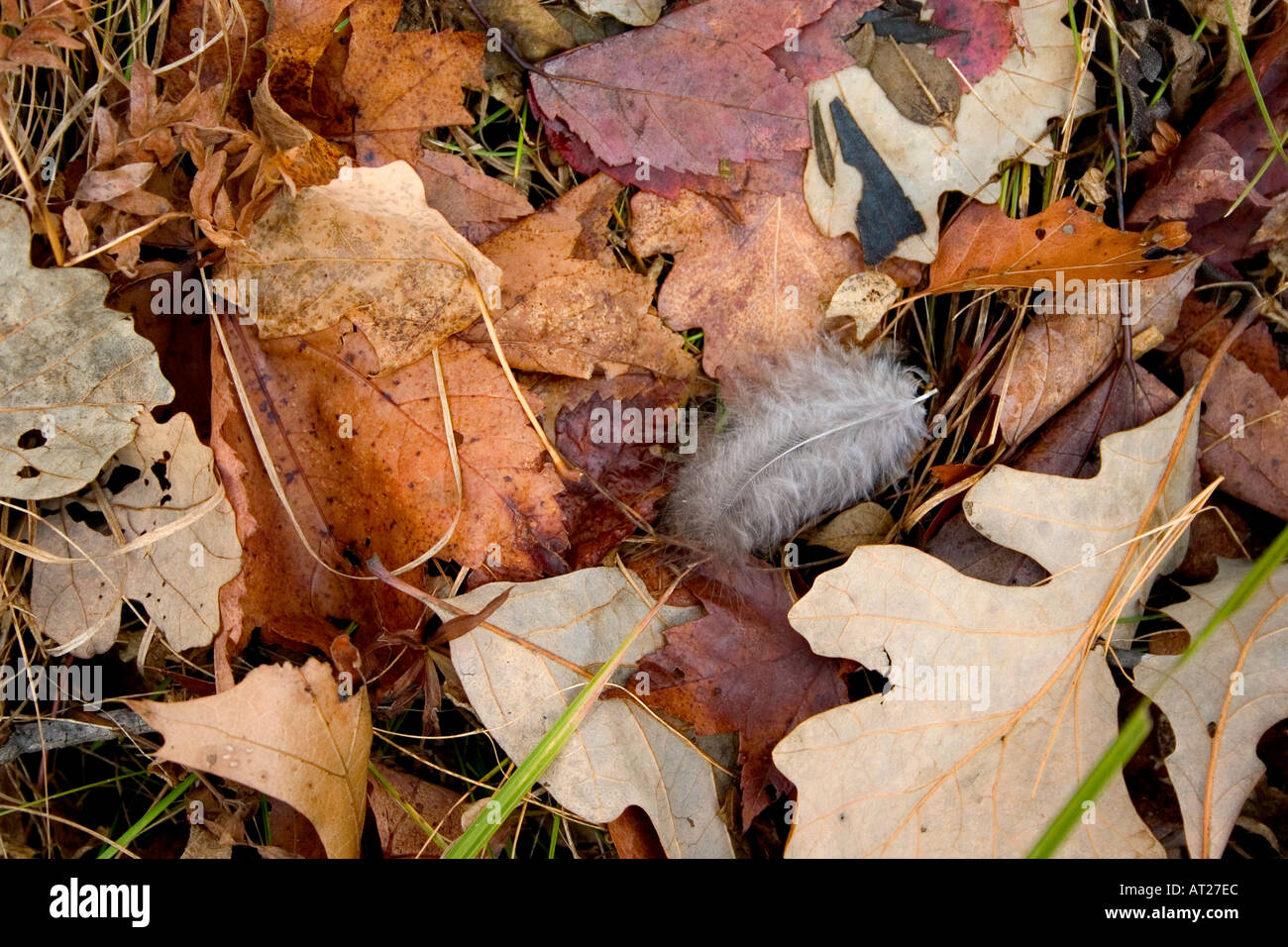 Eine weiße Feder verschachtelt in einem Haufen von Herbstlaub. Cumberland Wisconsin WI USA Stockfoto