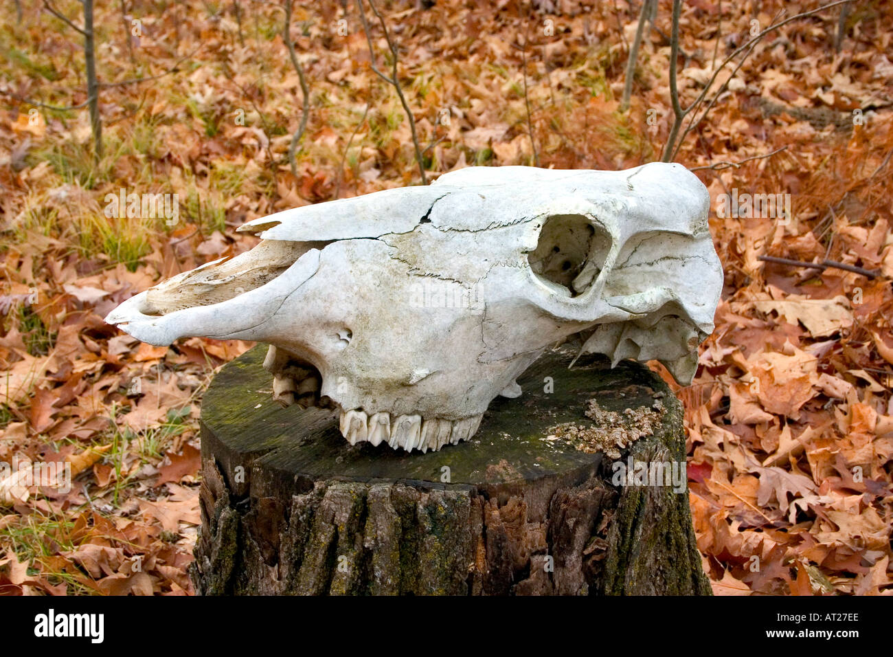 Ein Schädel eines sehr großen Elche oder Bären. Cumberland Wisconsin WI USA Stockfoto