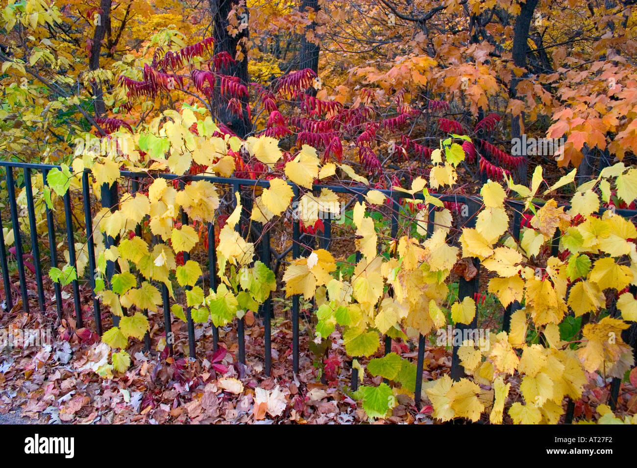 Herbstliche Reben wachsen entlang Schmiedeeisen Zaun oberhalb der Schatten fällt. St Paul Minnesota MN USA Stockfoto