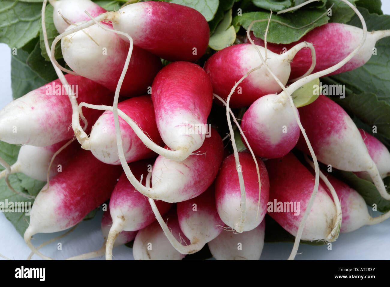 Reihe von Radieschen Stockfoto