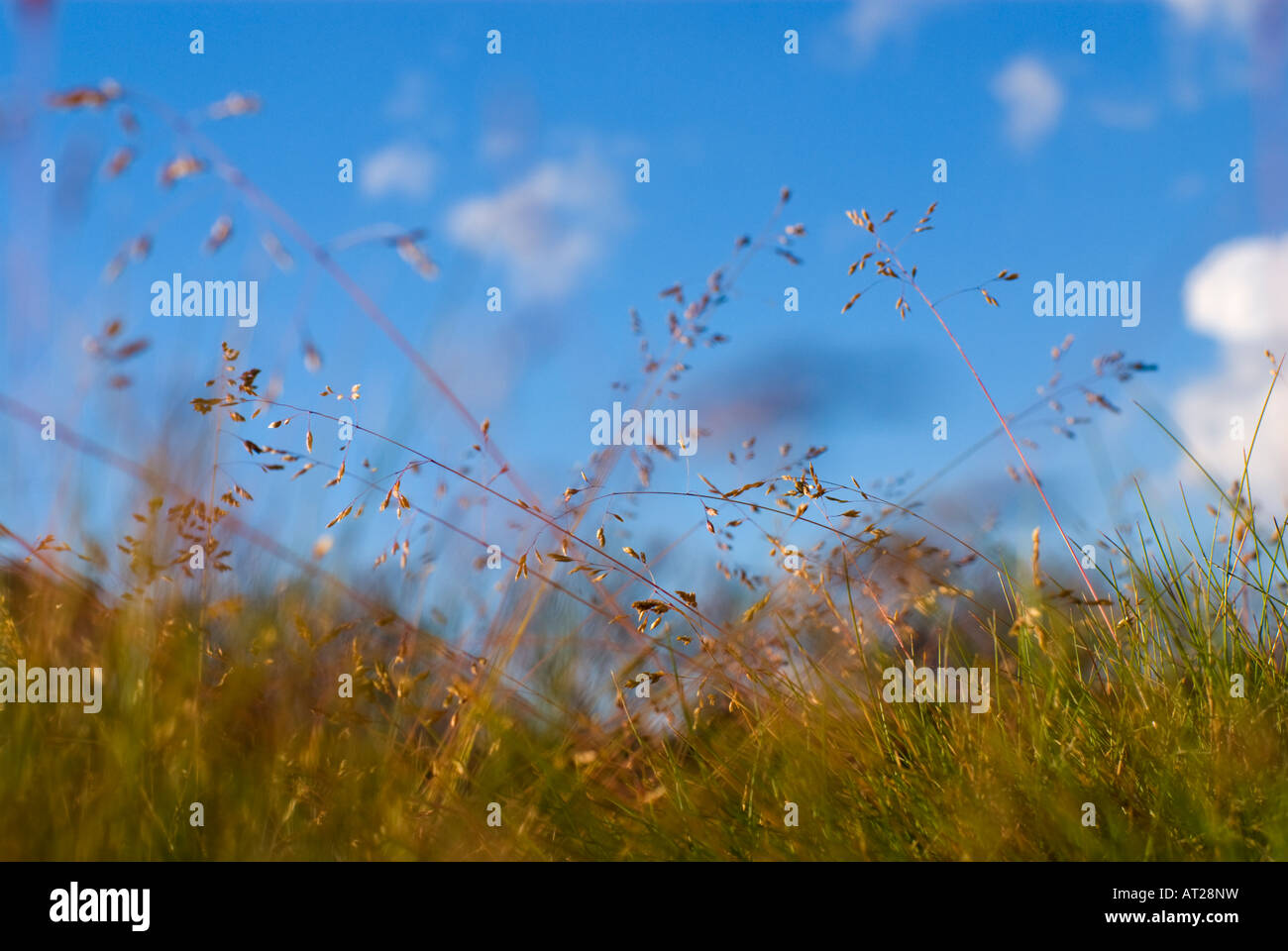 Low-Winkel vergrößerte Ansicht des Australian native alpine Rasen Stockfoto