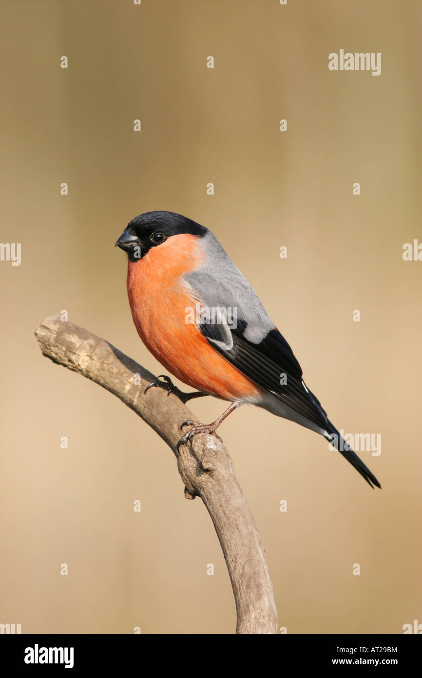 Männliche Gimpel Pyrrhula Pyrrhula Vereinigtes Königreich Stockfoto