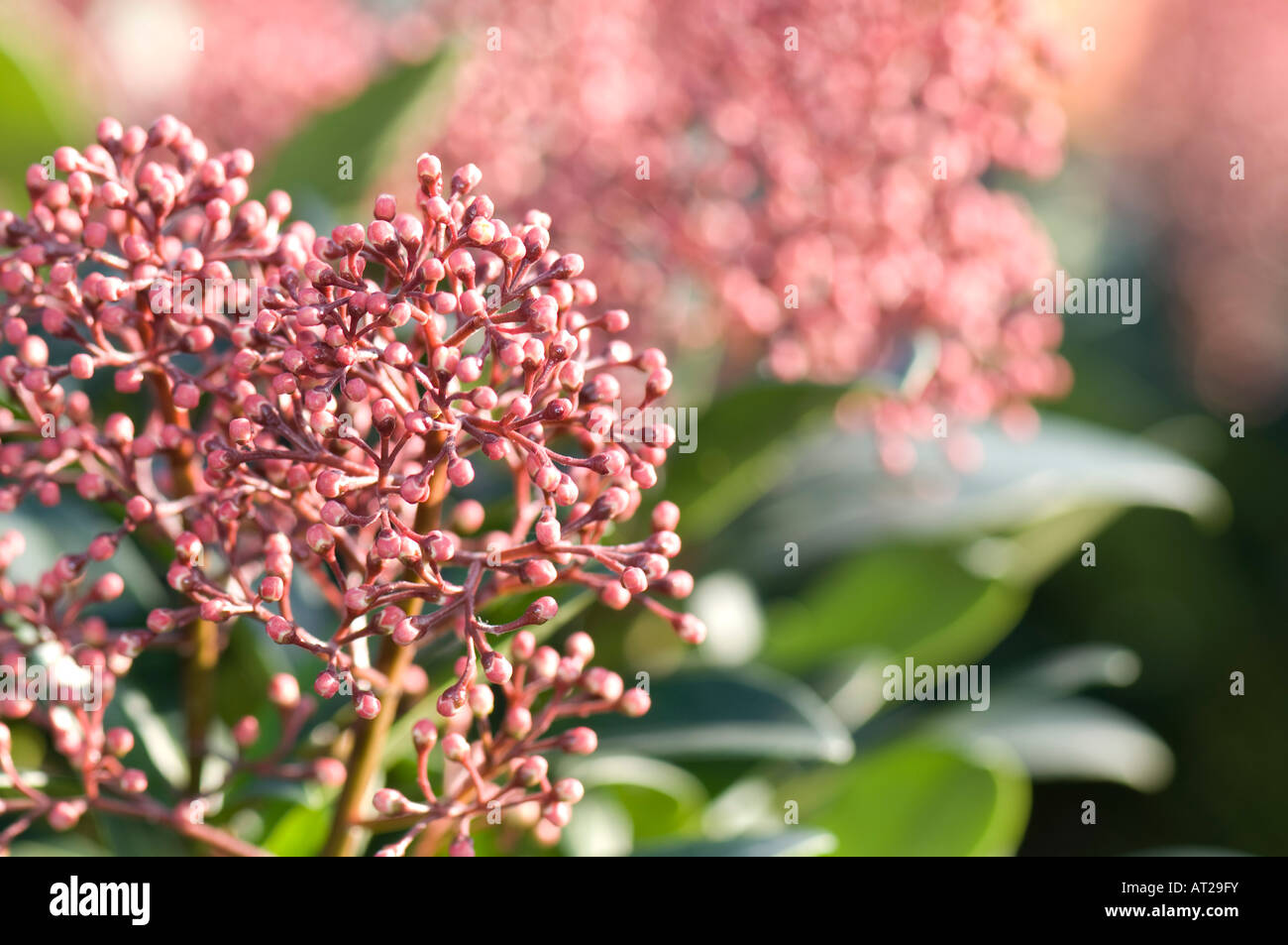 Skimmia Japonica Rubella Pflanze in voller Blüte Stockfoto