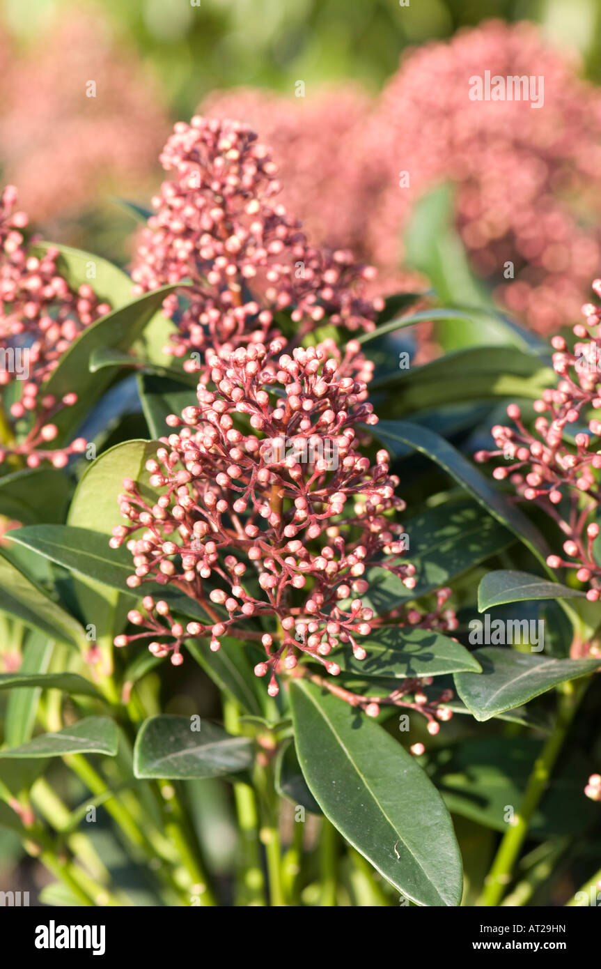 Skimmia Japonica 'Rubella' Pflanze in voller Blüte Stockfoto