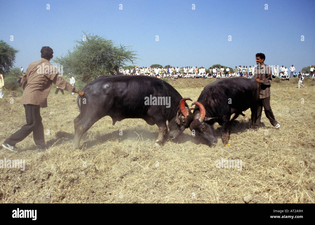 Büffel kämpfen, Ujjain Bezirk von Madhya Pradesh Staat in Zentralindien Stockfoto