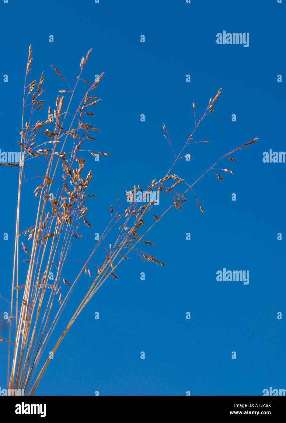 Zarte Samenköpfe des australischen einheimischen Gräser gegen einen blauen sy Stockfoto
