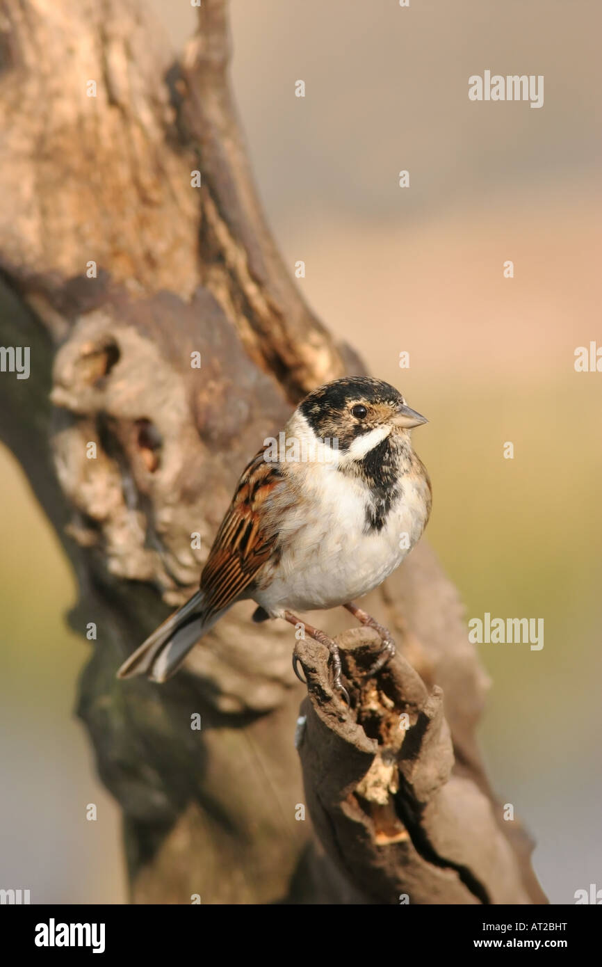 Reed Bunting Emberiza Schoeniclus Vereinigtes Königreich Stockfoto