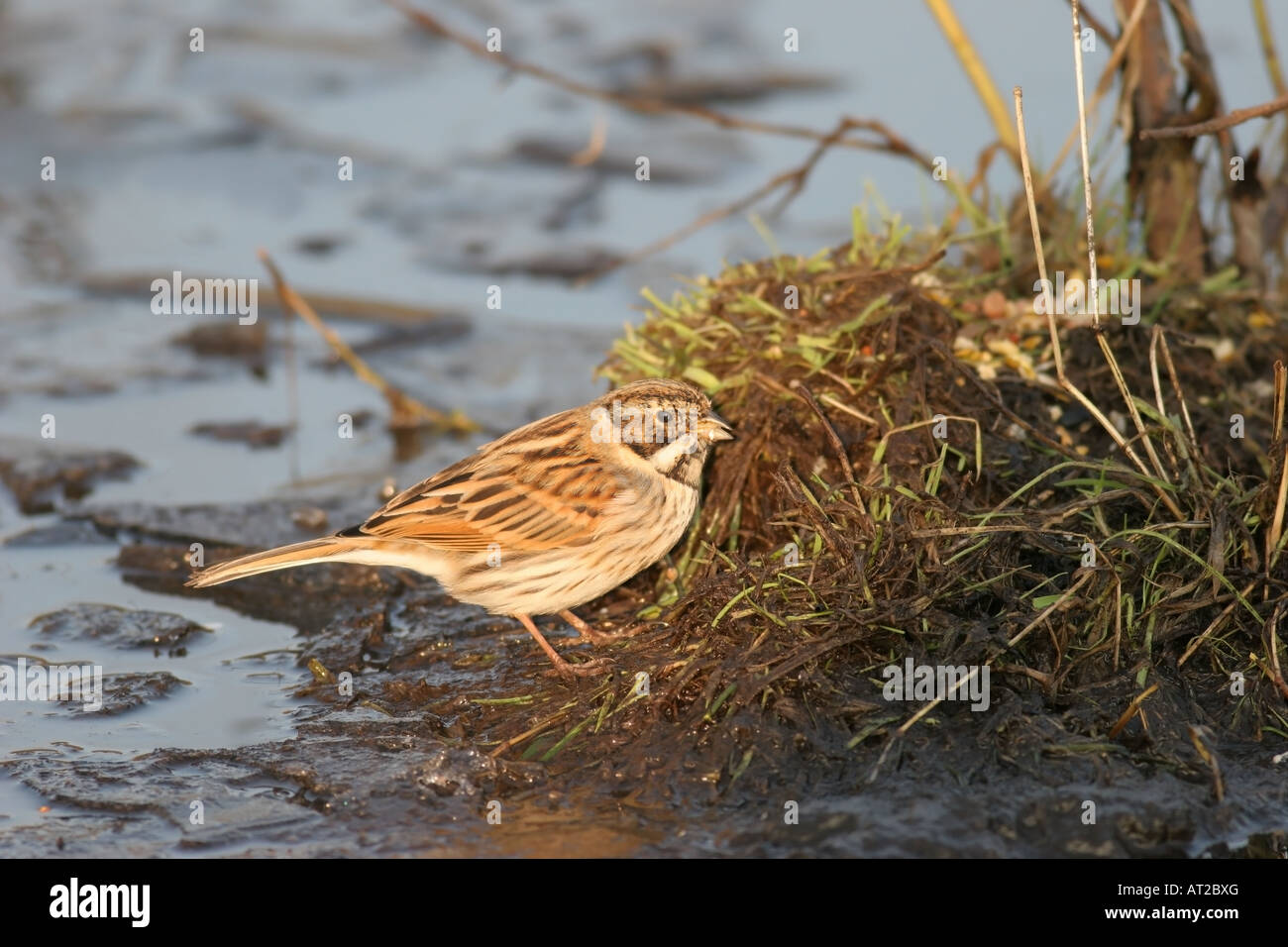 Reed Bunting Emberiza Schoeniclus Fütterung in Abend Licht Vereinigtes Königreich Stockfoto