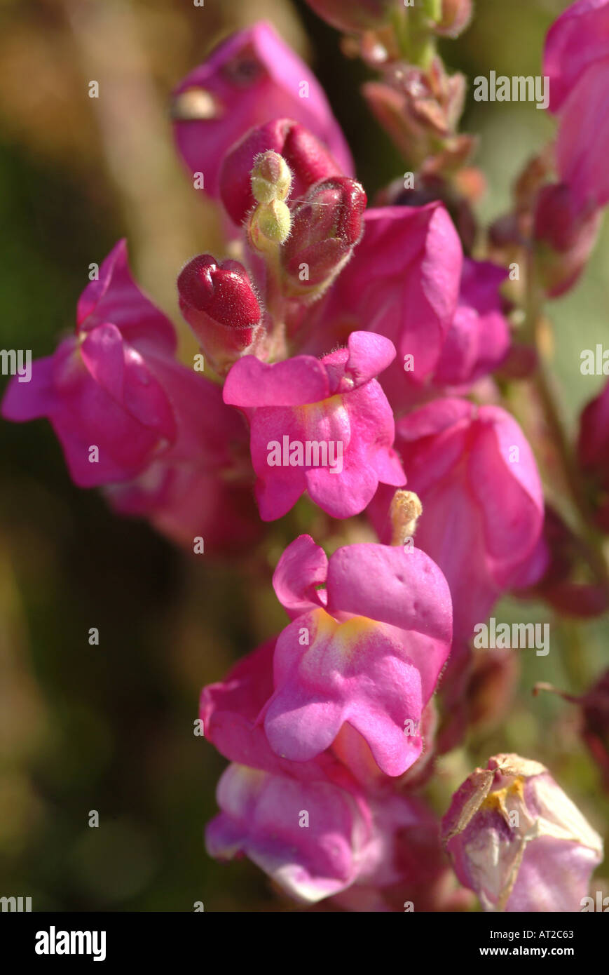 Wilde Antirrhinum in Blüte bei Budens Algarve Portugal Stockfoto