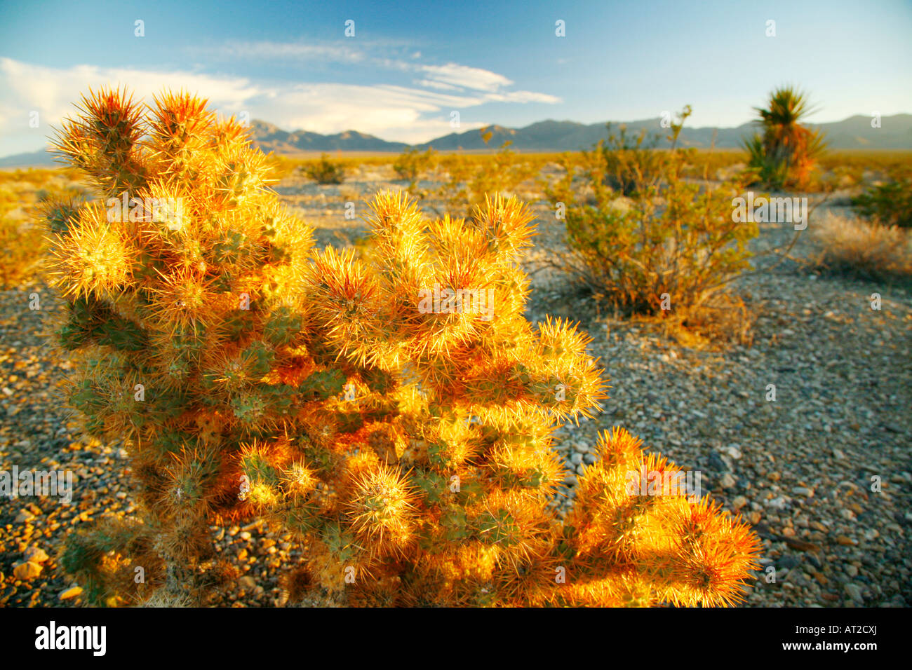 Cholla Cactus bei Sonnenuntergang, Humbolt - Toiyabe National Forest, Nevada Stockfoto