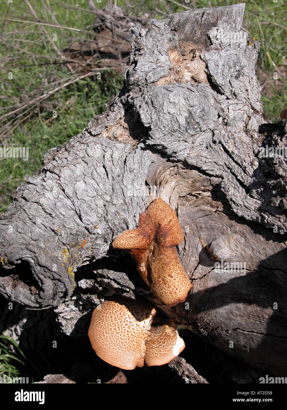 Pilze in einem Baum stumpf Sierra Foothills CA USA Stockfoto