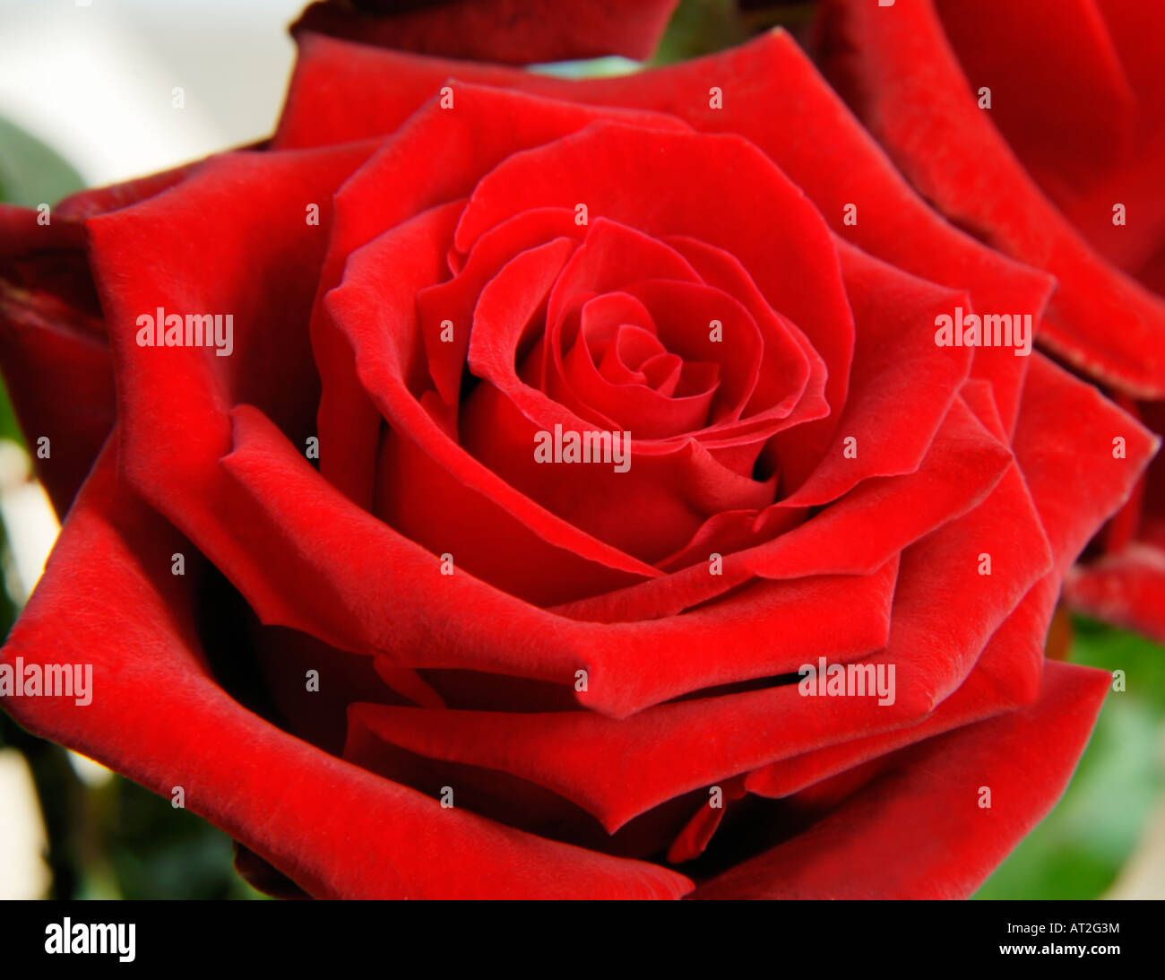 Rote Rosen-Nahaufnahme Stockfoto