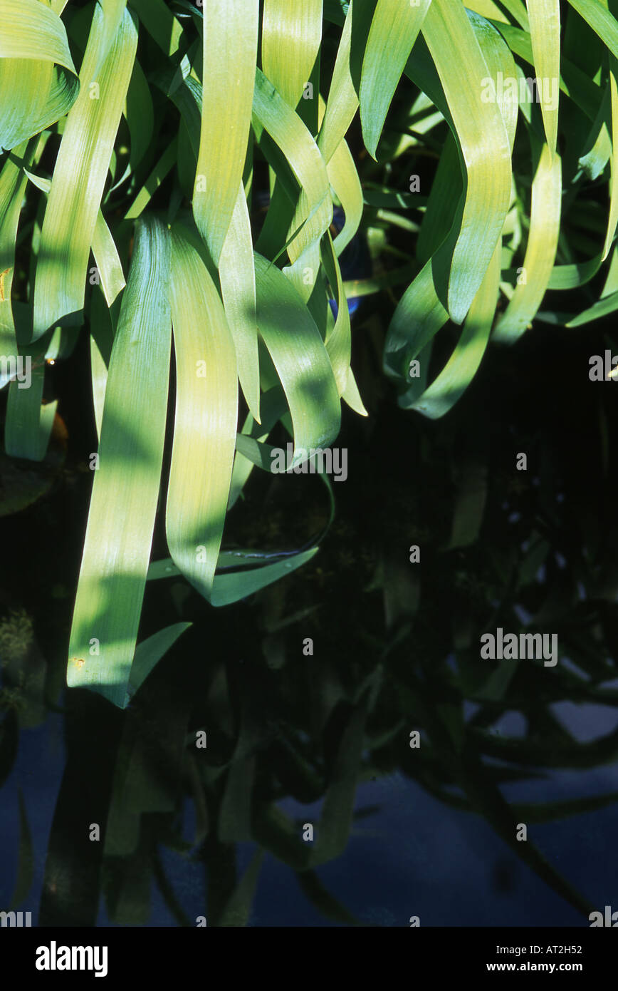 Iris Blätter am Rand eines Teiches Stockfoto