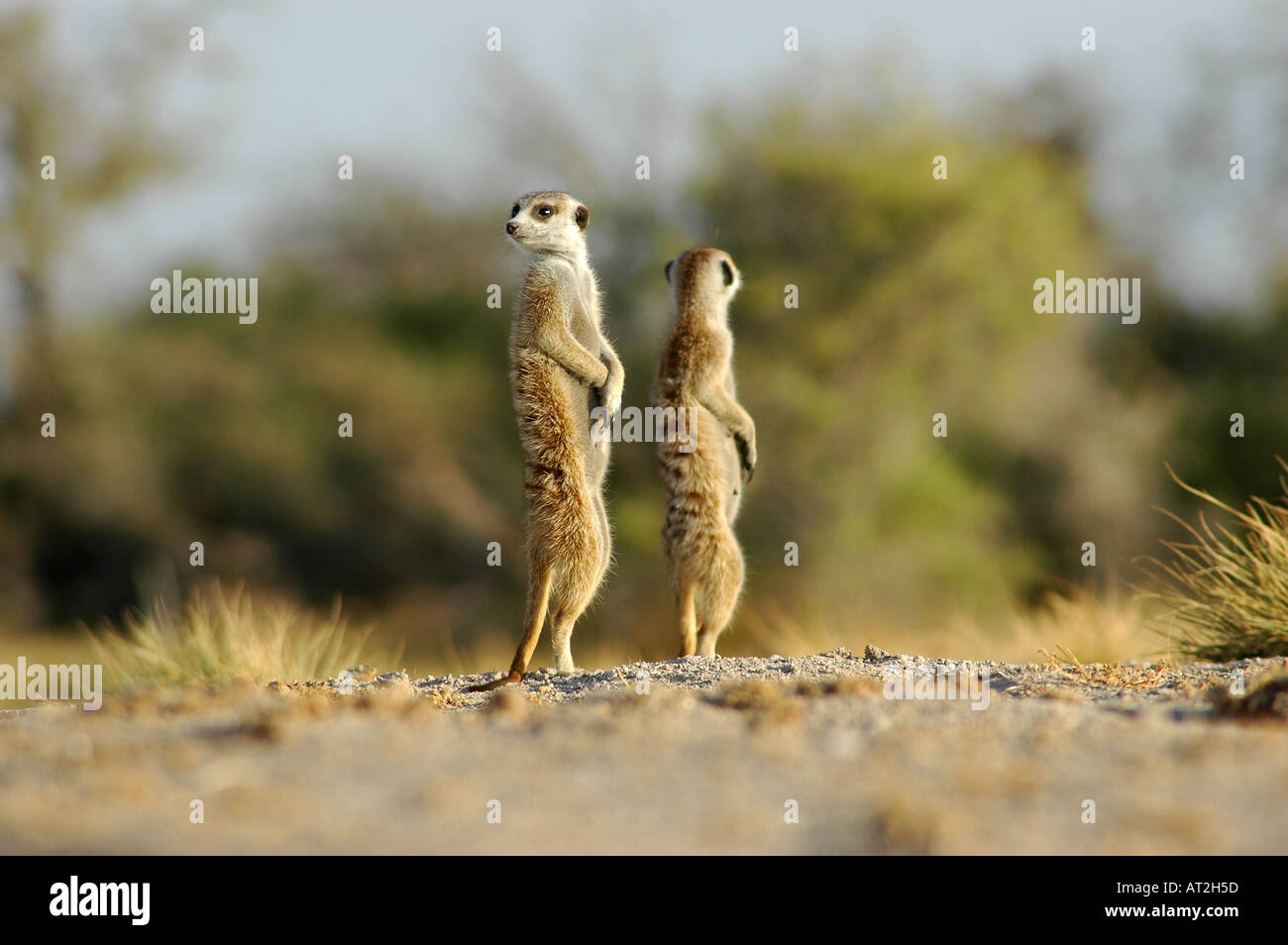 Zwei Warnungen Erdmännchen auf der Suche nach Räubern Stockfoto