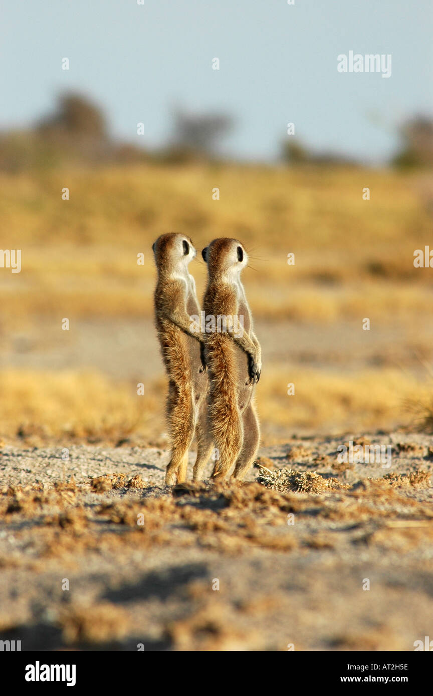 Zwei Warnungen Erdmännchen in den frühen Morgenstunden auf der Suche nach Räubern Stockfoto