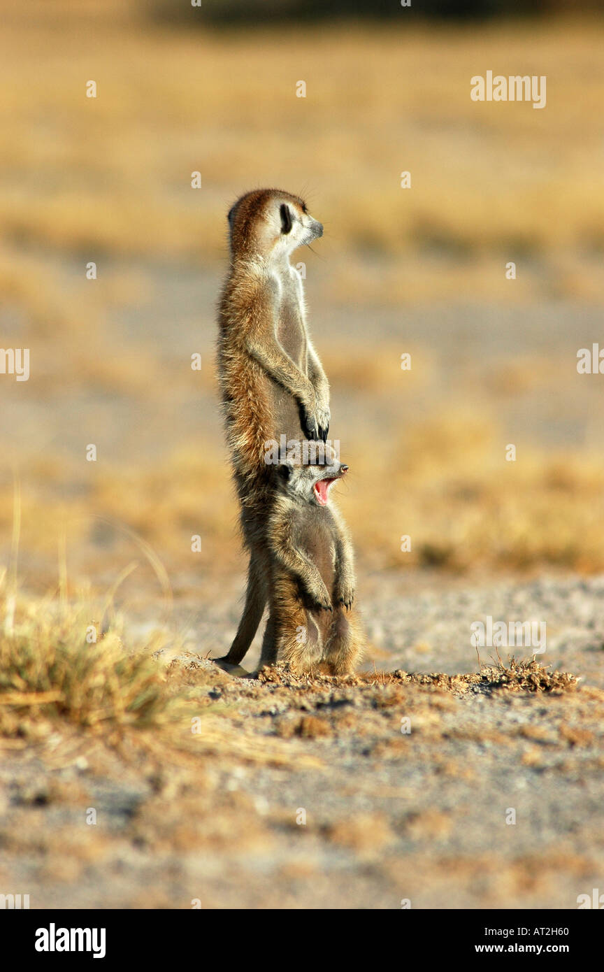 Mutter und gähnende Baby-Erdmännchen in den frühen Morgenstunden Stockfoto Mutter und gähnende Baby-Erdmännchen in den frühen Morgenstunden Stockfoto