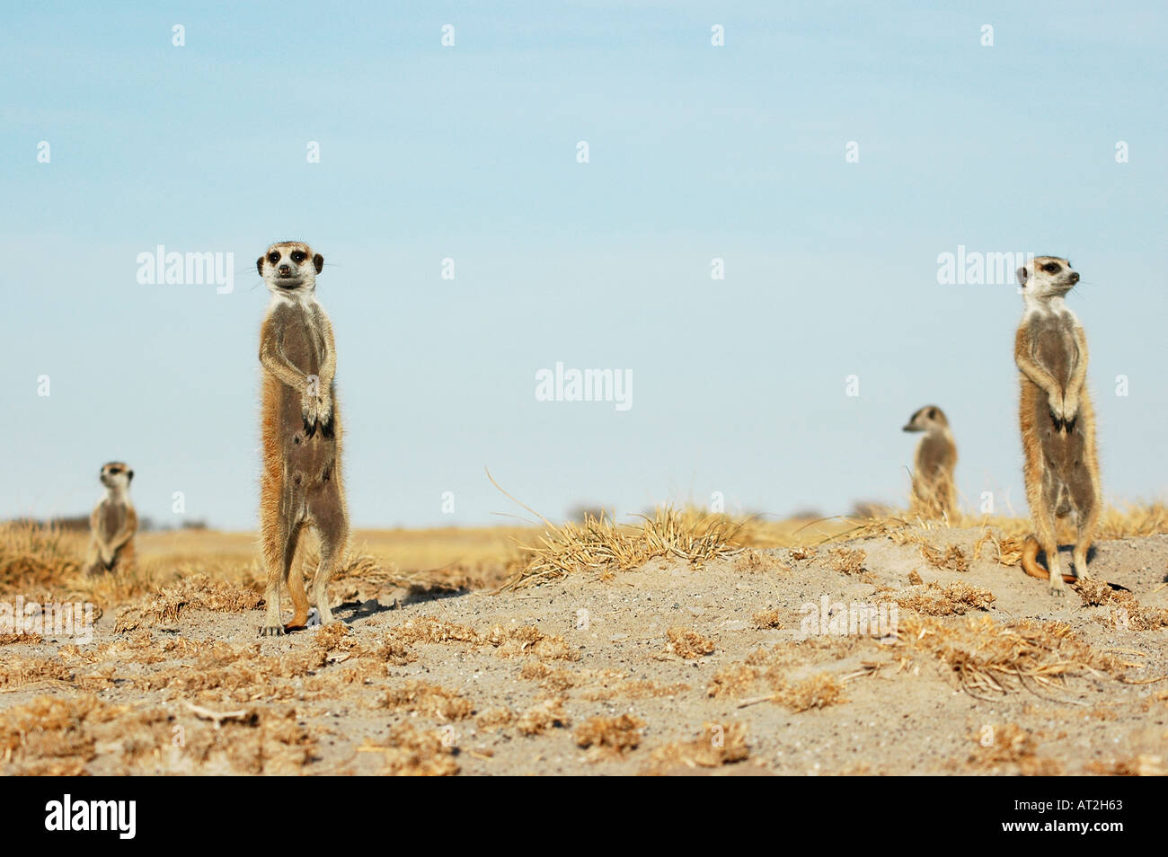 4 vier Erdmännchen in Gruppe auf der Suche nach Räubern in den frühen Morgenstunden Stockfoto