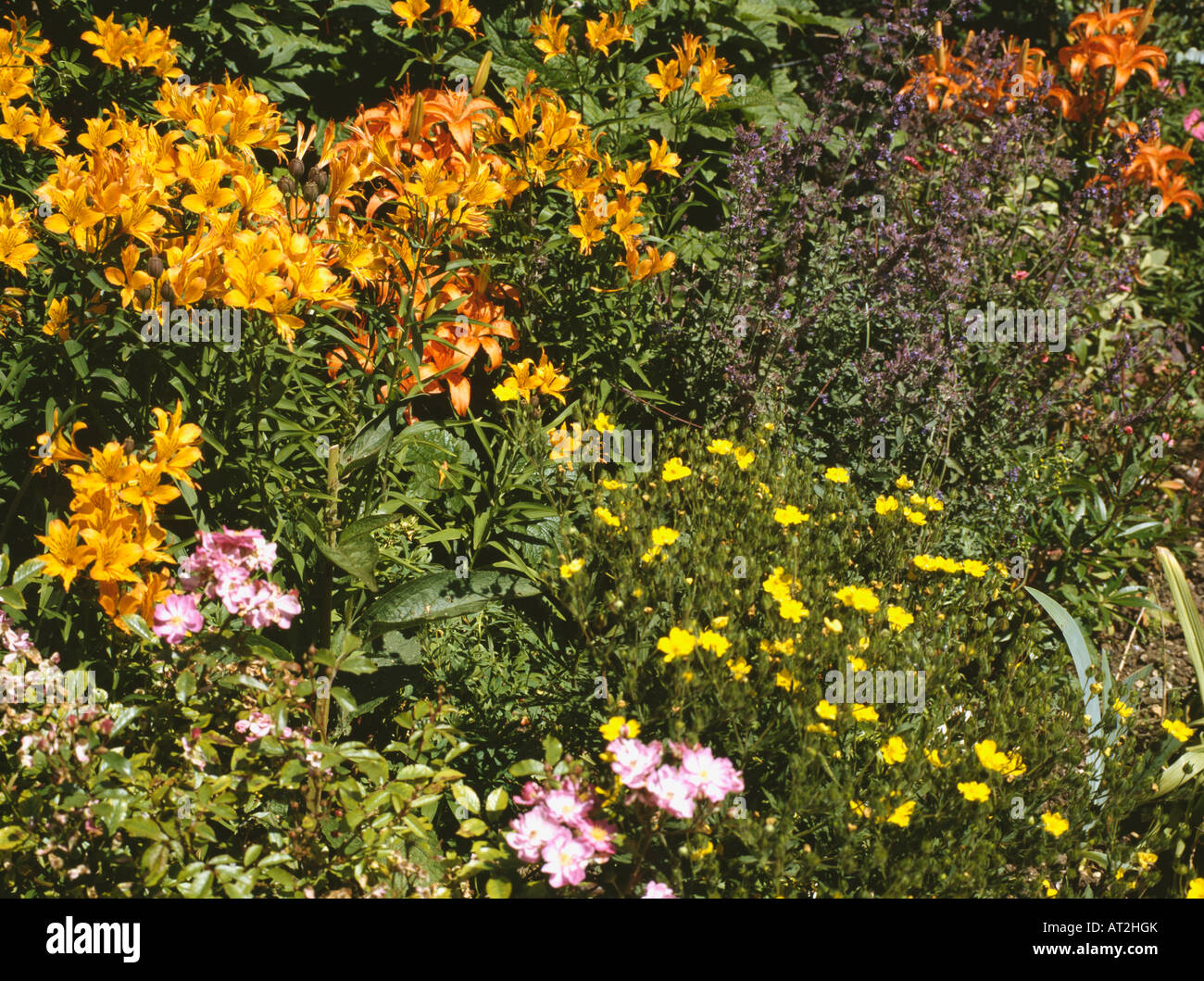 Orange Lilien und gelb Potentilla im Sommer Garten Grenze mit rosa Rosen Stockfoto