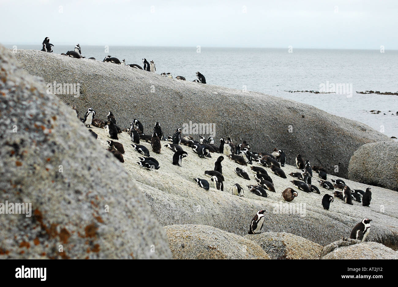 Gruppe der Staaten in Afrika oder Jackass Pinguin Spheniscus Demersus auf Felsen an Felsbrocken Bay South Africa Stockfoto