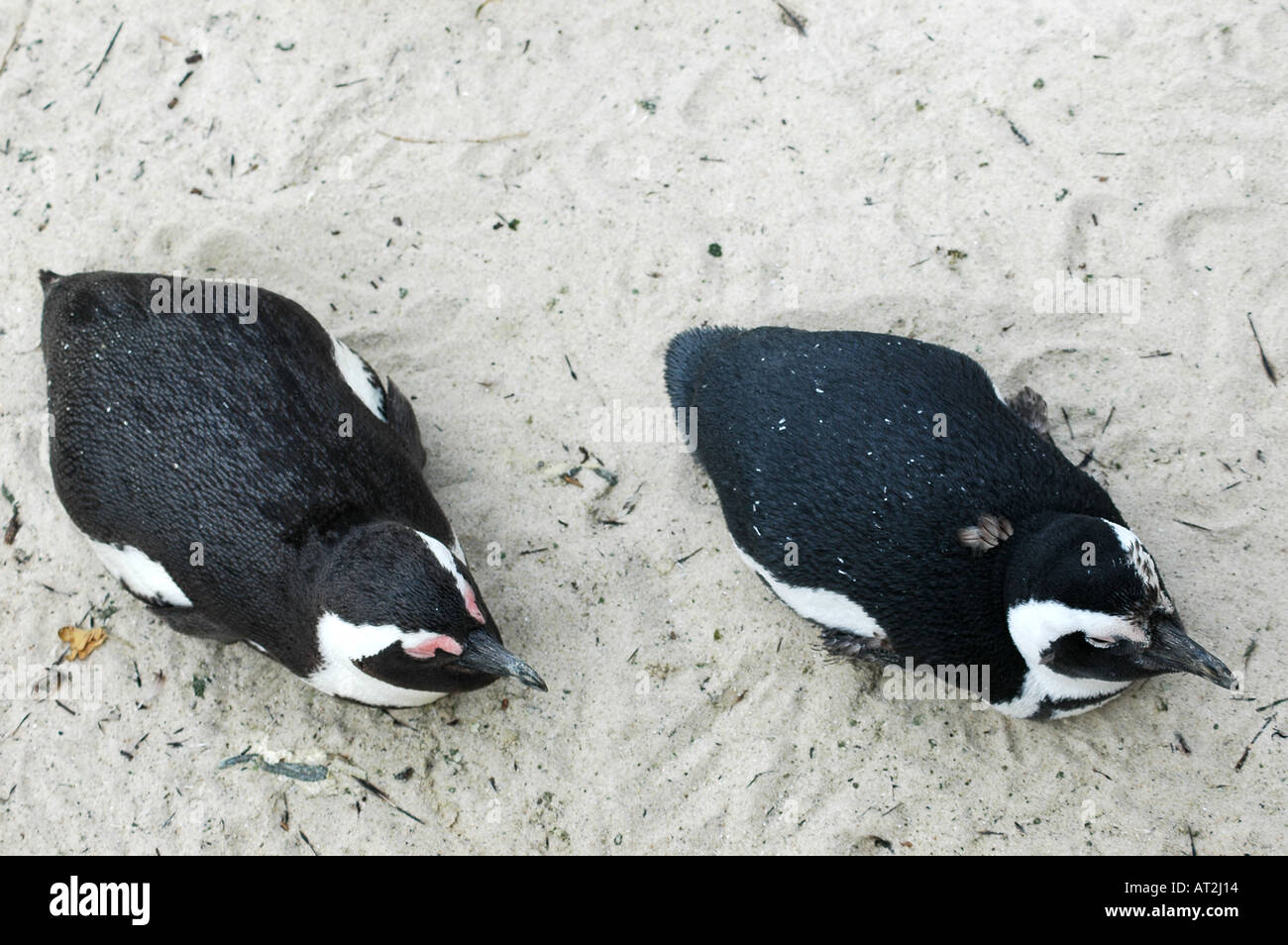 Zwei afrikanische Pinguine oder Jackass Pinguine Spheniscus Demersus Felsbrocken Bay-Südafrika Stockfoto