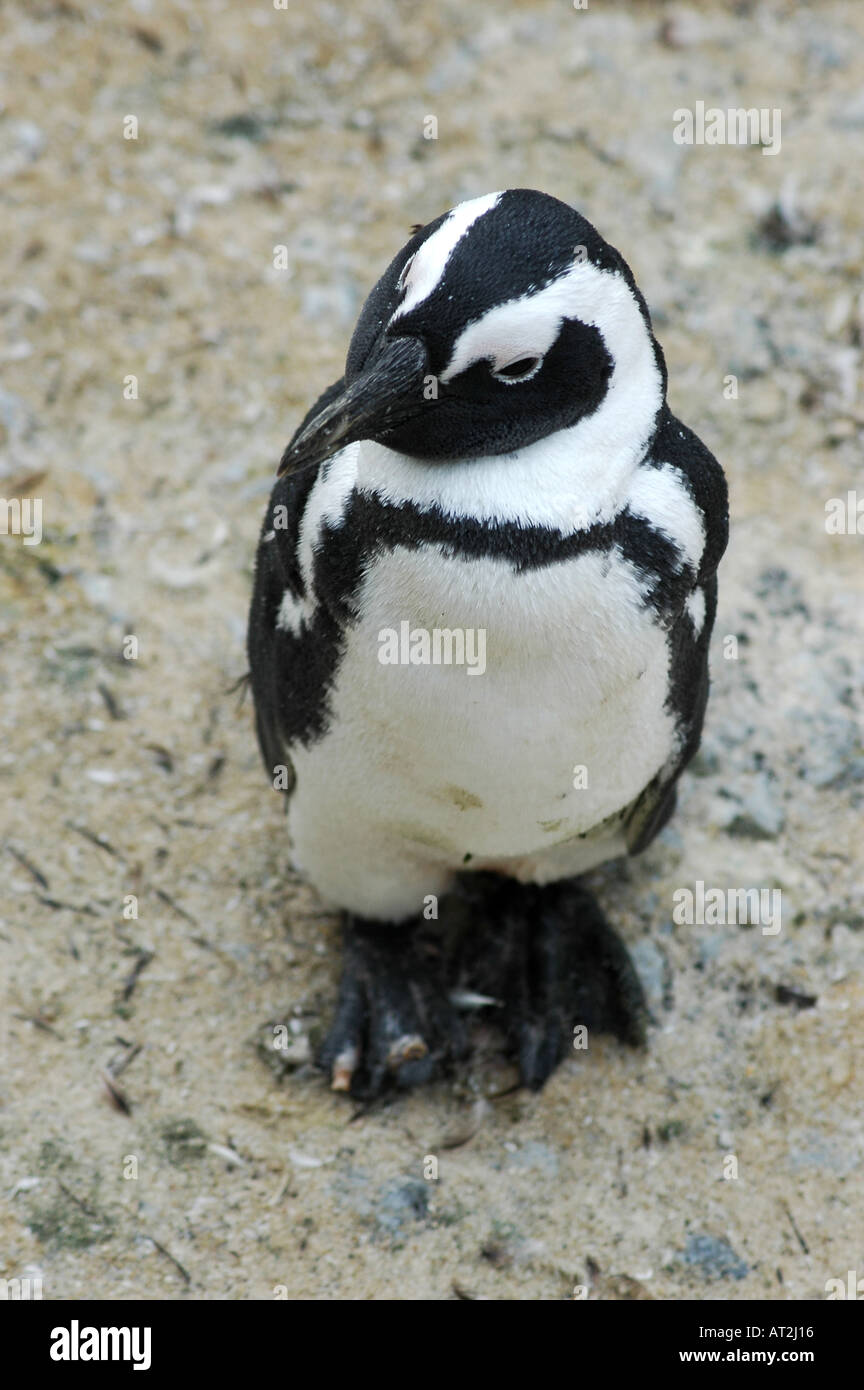 Afrikanischer Penguin oder Jackass Pinguin Spheniscus Demersus Felsbrocken Bay-Südafrika Stockfoto