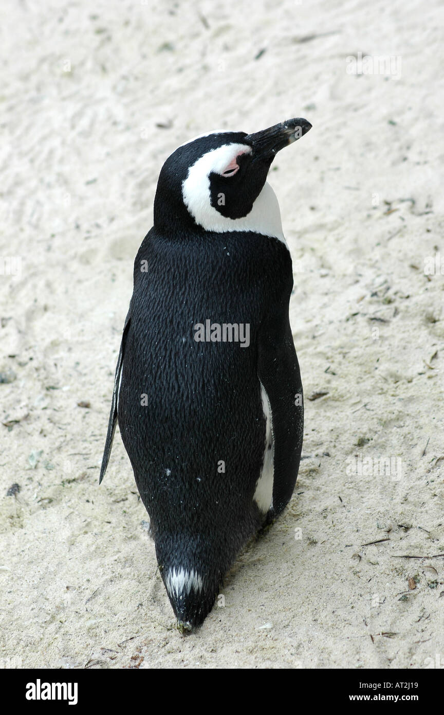 Einsame afrikanische oder Jackass Pinguin Spheniscus Demersus Pinguin Felsbrocken Bay-Südafrika Stockfoto