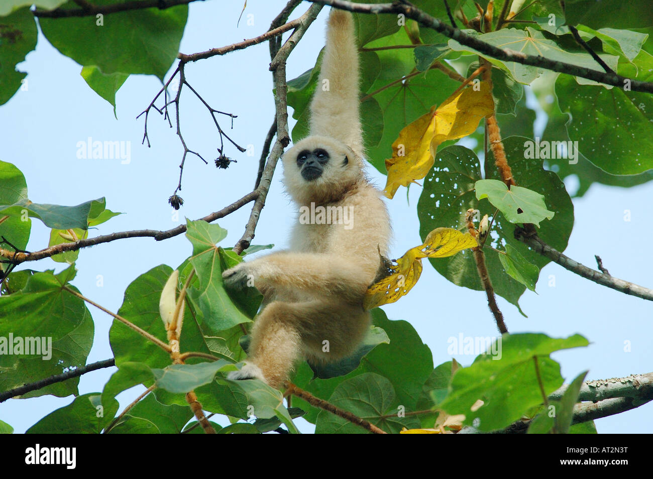 White-handed Gibbon (Hylobates Lar) in einem thailändischen Regenwald Stockfoto