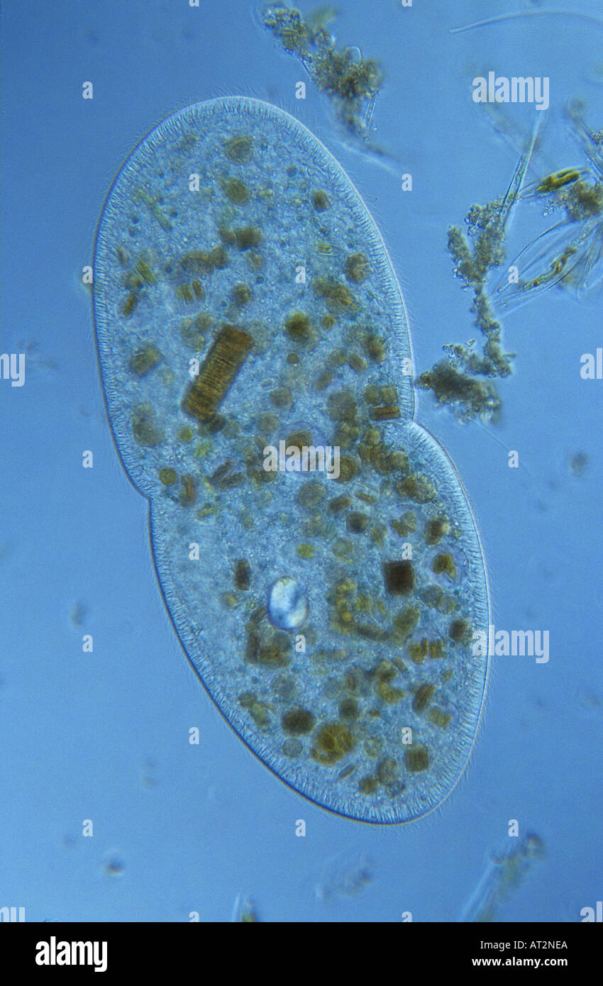 Bipartition Cell Division Ciliata Protozoen optische Mikroskopie Stockfoto