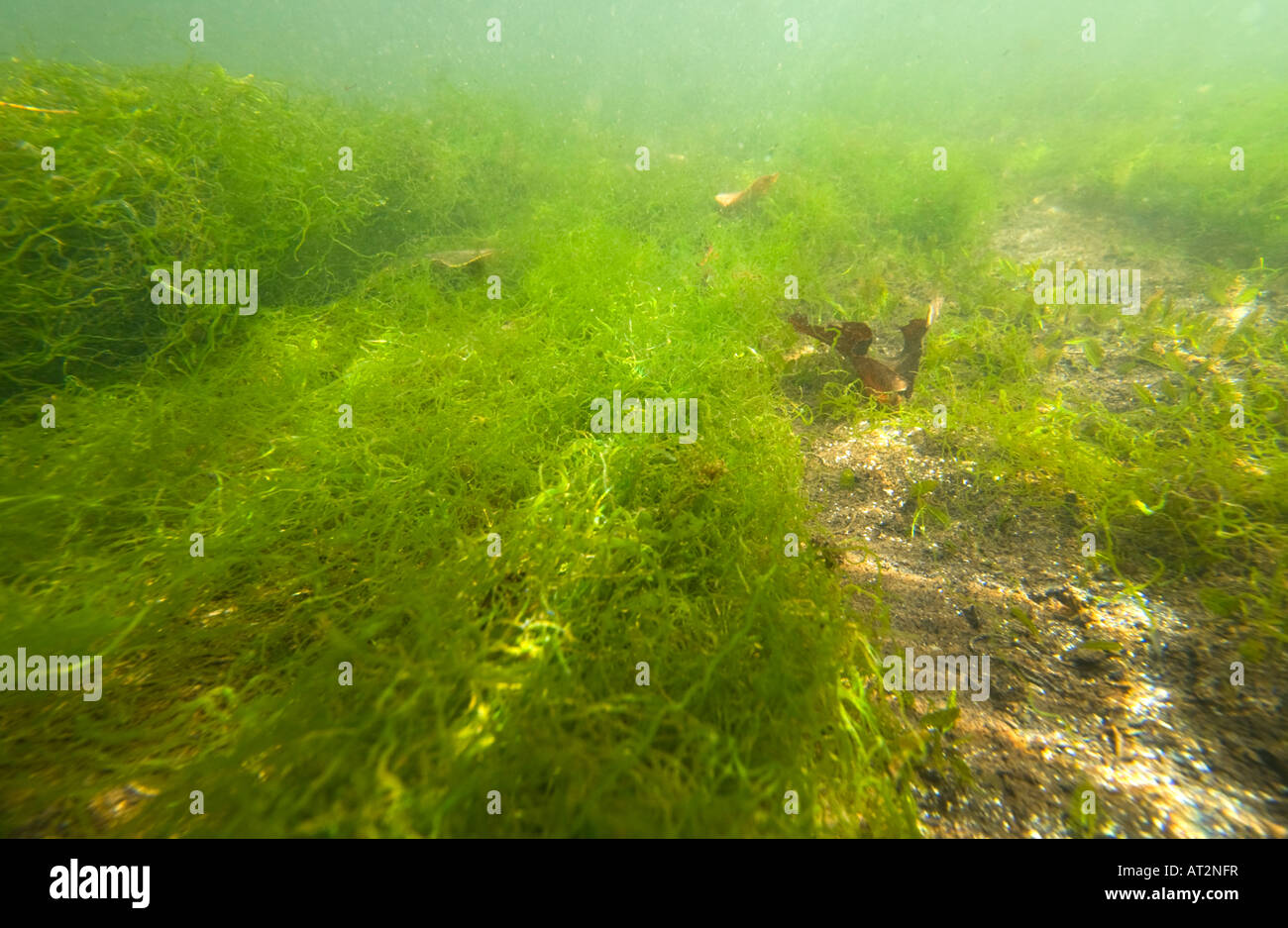 Tauchen in den Mangroven Unterwasser unter Mangroven Fahrwasser Samoa Upolu Südküste in der Nähe von SAANAPU Saanapu-Sataoa Rasen seagras Stockfoto