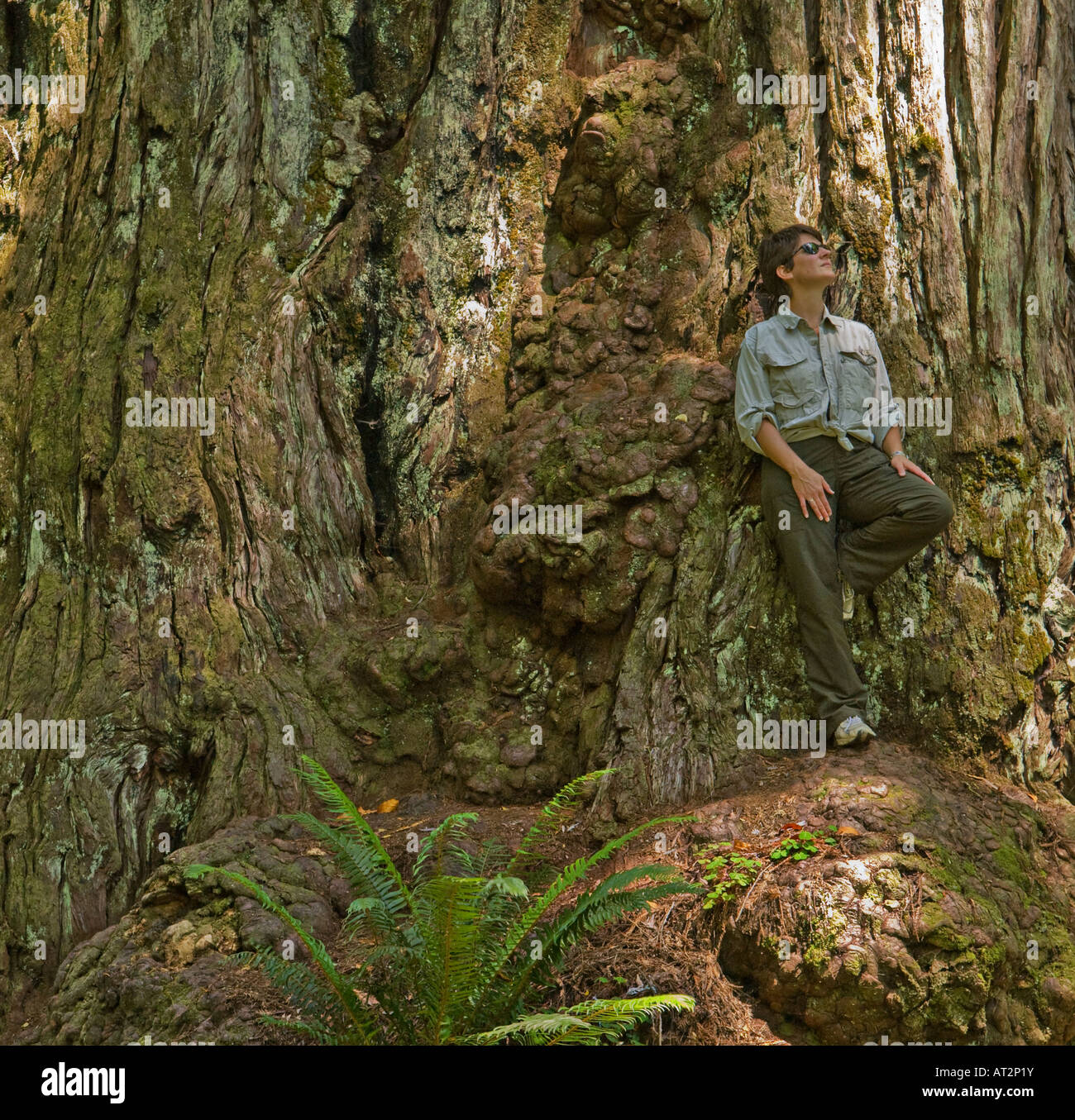 Weibliches Model steht gegen die riesigen Baumstamm Coast Redwood Stockfoto