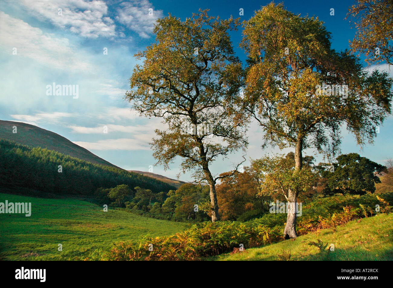 eine herbstliche Landschaft von Hügeln und Bäumen an Glen Esk, Angus genommen. Stockfoto