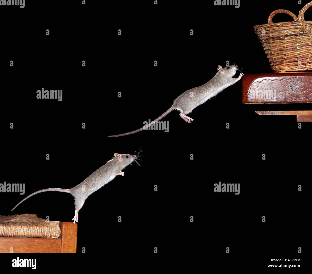 Surmulot Ou Ratte degout Wanderratte braune Ratte gemeinsame Ratte